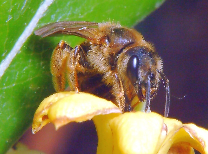 Macrofotografia, che passione!